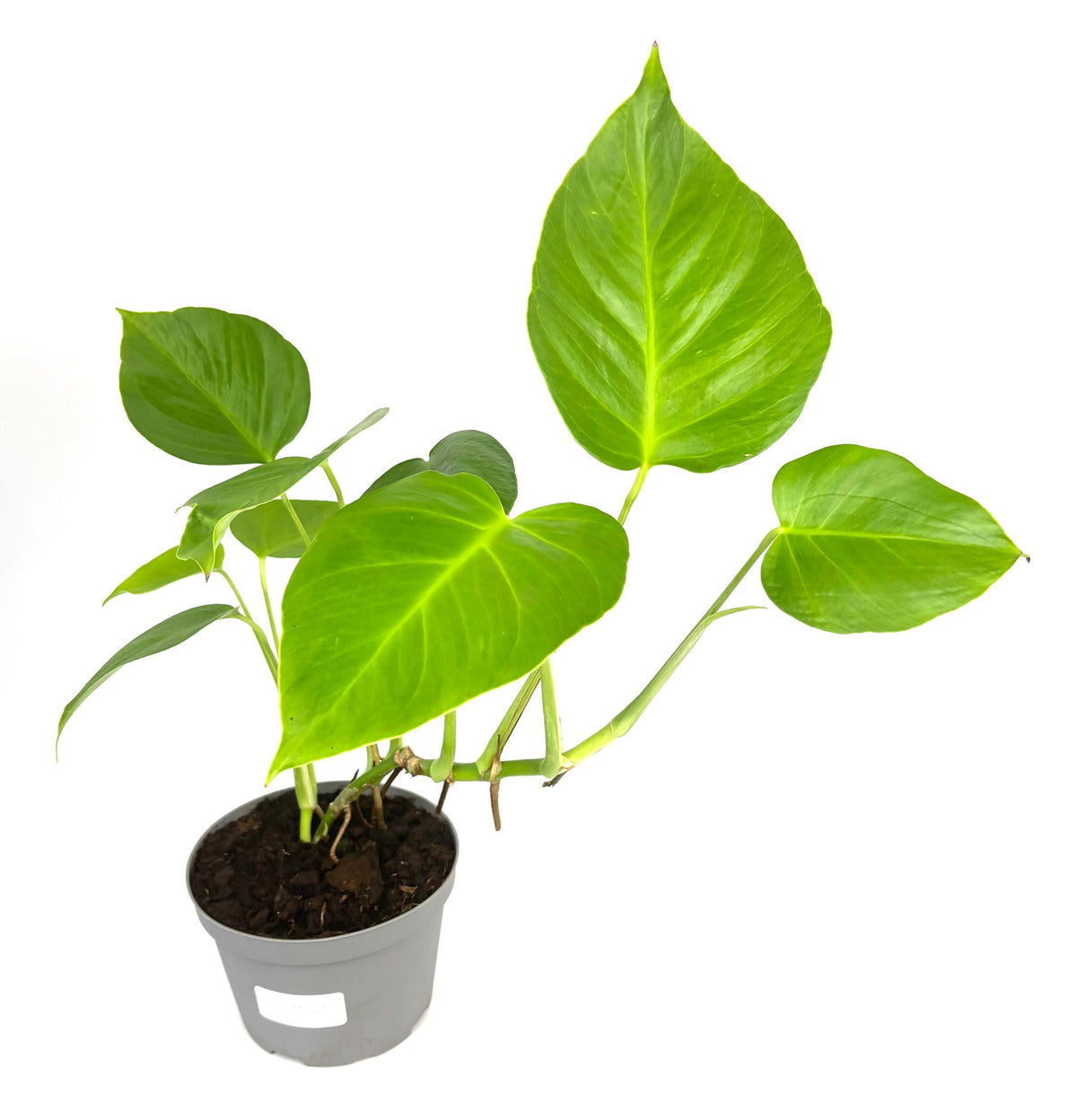 Monstera Sierrana, 6-Inch Pot