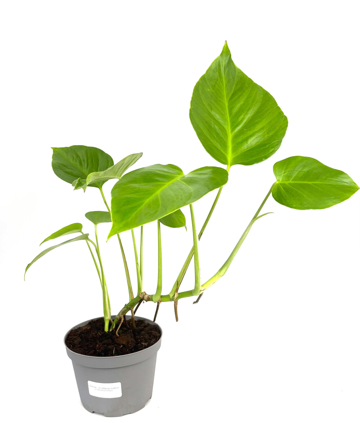 Monstera Sierrana, 6-Inch Pot