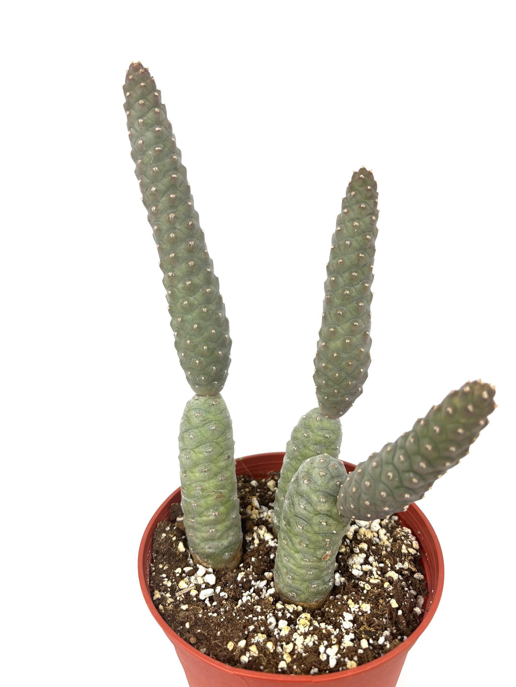 Pinecone Cactus (Tephrocactus articulatus), 6-Inch Pot
