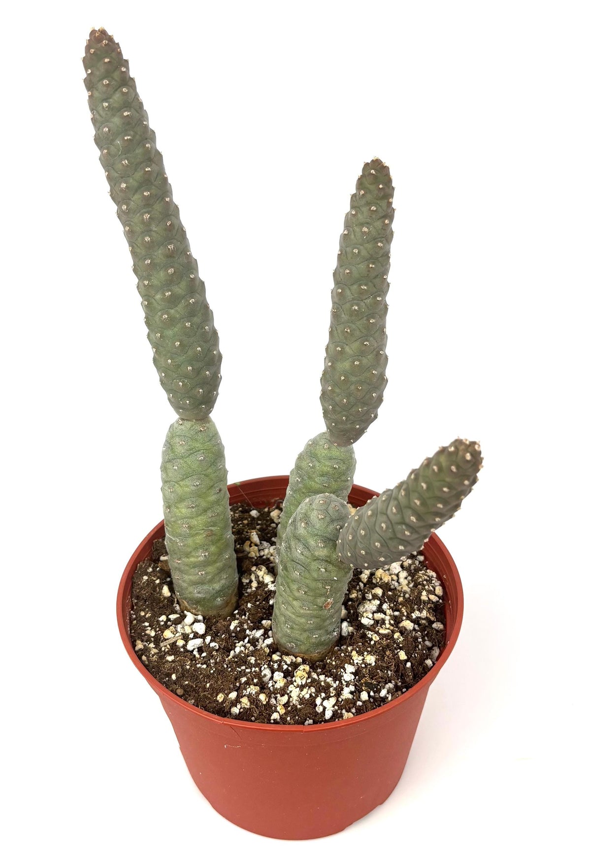 Pinecone Cactus (Tephrocactus articulatus), 6-Inch Pot