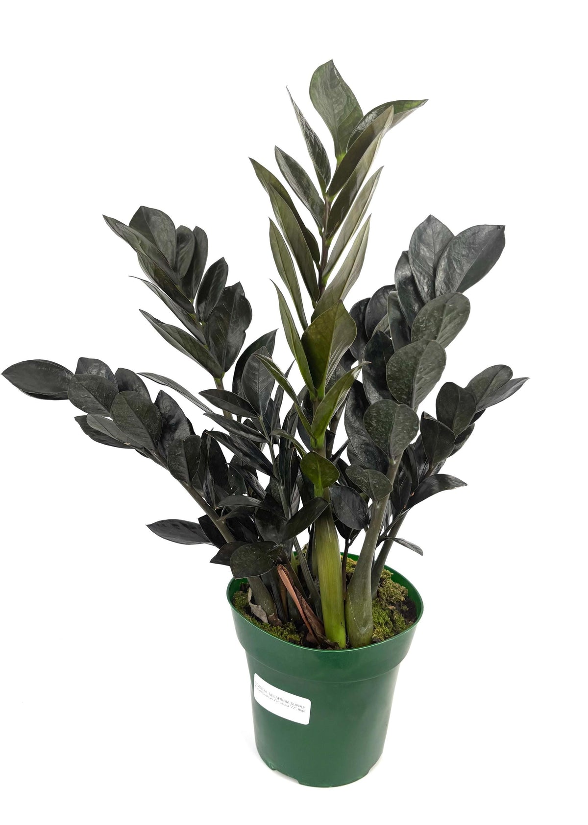 Raven ZZ Plant, 6-Inch Pot