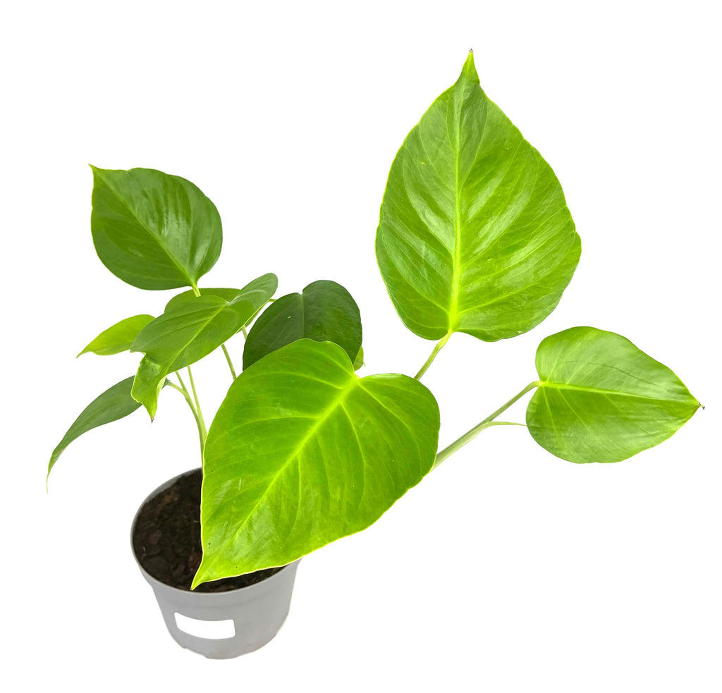 Monstera Sierrana, 6-Inch Pot
