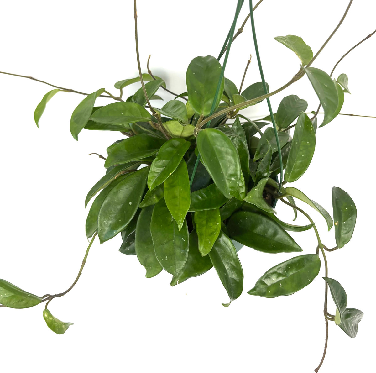 Hoya carnosa Wax Plant, 6-Inch Hanging Pot