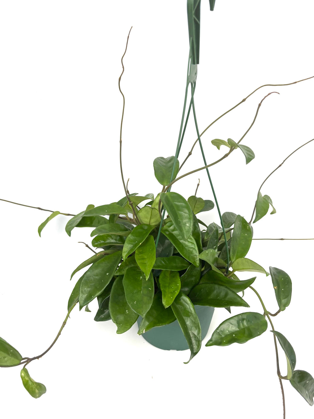 Hoya carnosa Wax Plant, 6-Inch Hanging Pot