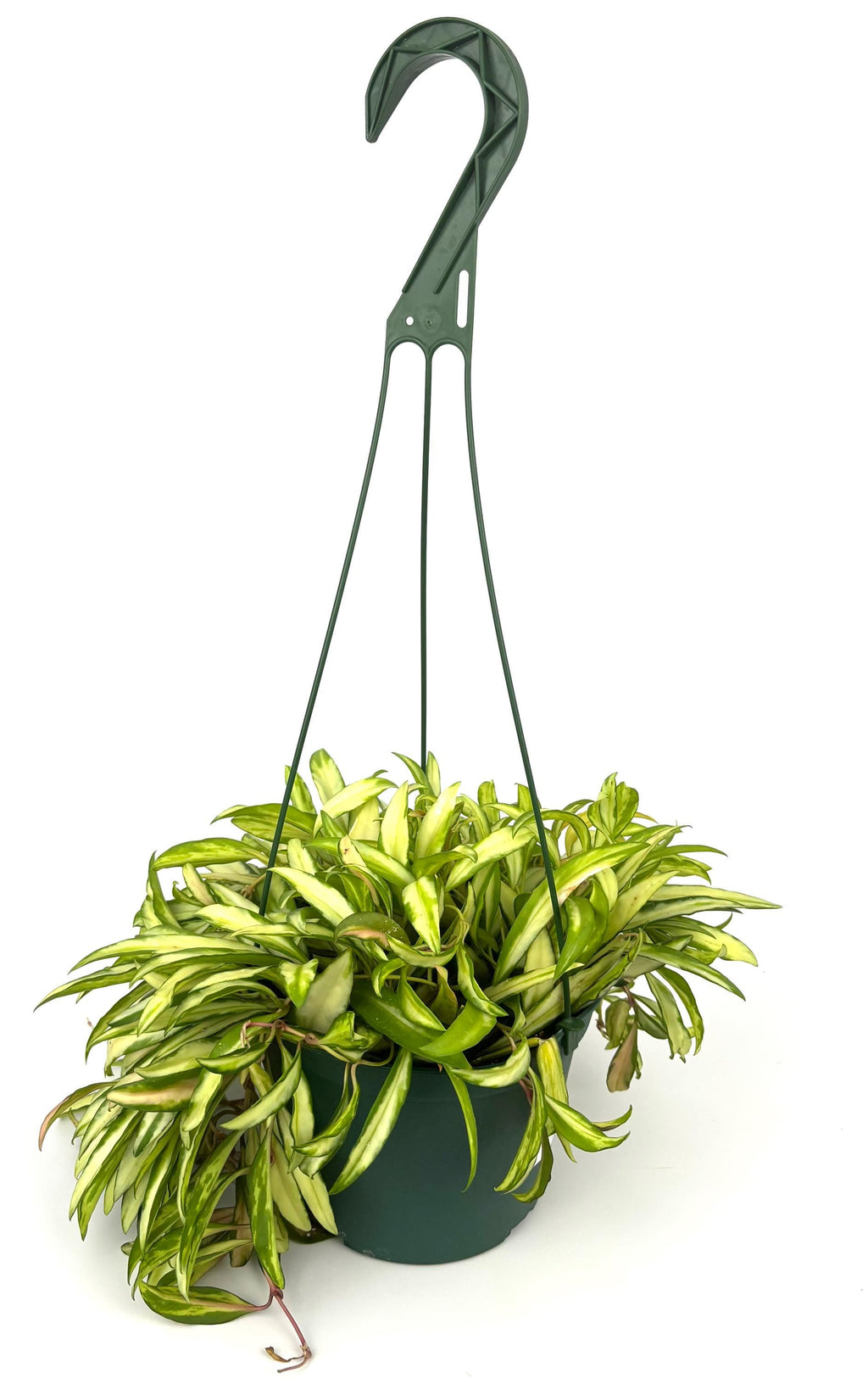 Variegated Hoya Wayetii, 6-Inch Hanging Pot