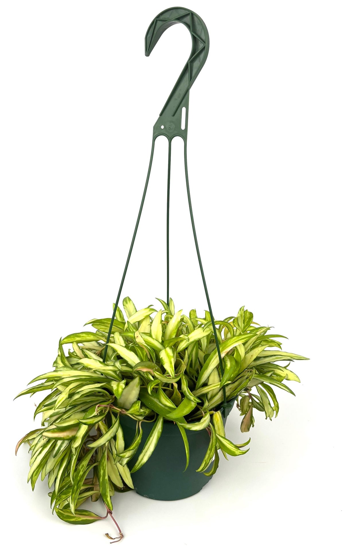 Variegated Hoya Wayetii, 6-Inch Hanging Pot