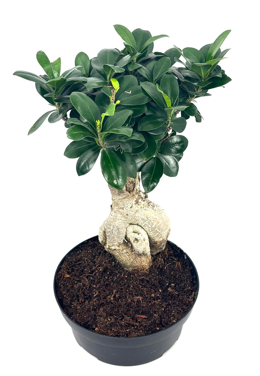 Ginseng Ficus Bonsai, 8-Inch Bonsai Pot