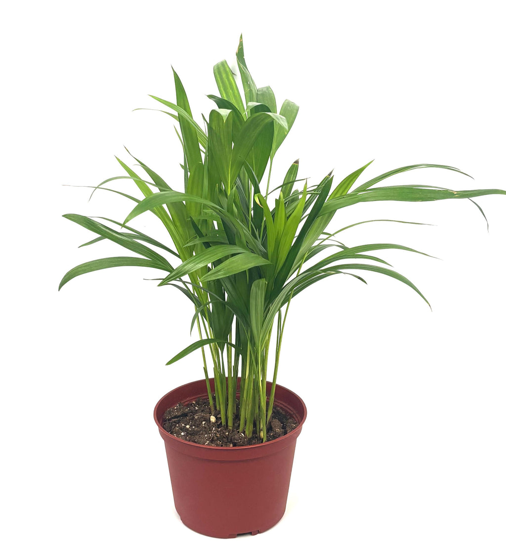 Areca Palm, 6-Inch Pot