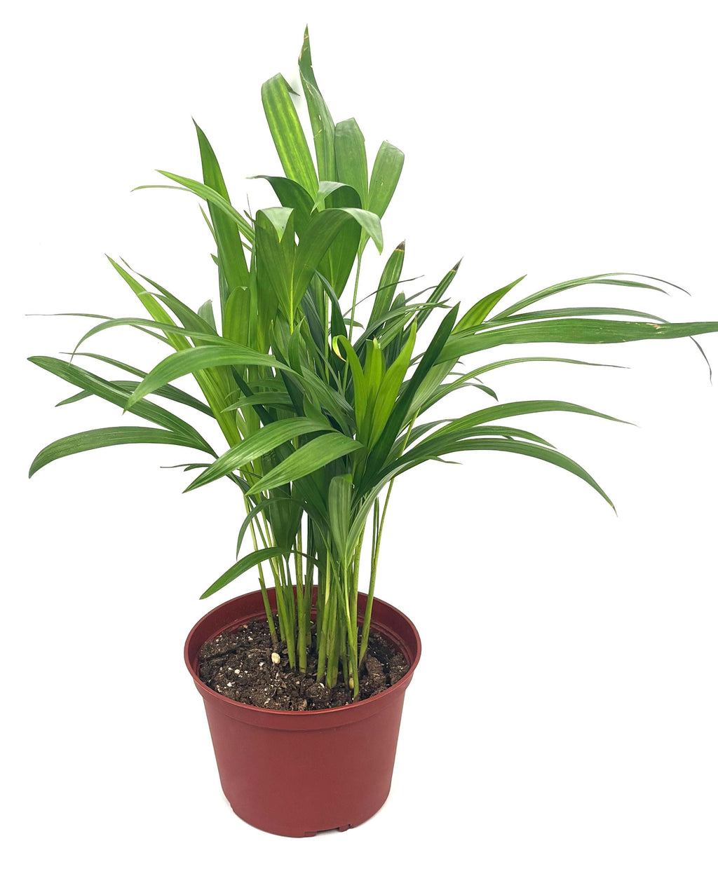 Areca Palm, 6-Inch Pot