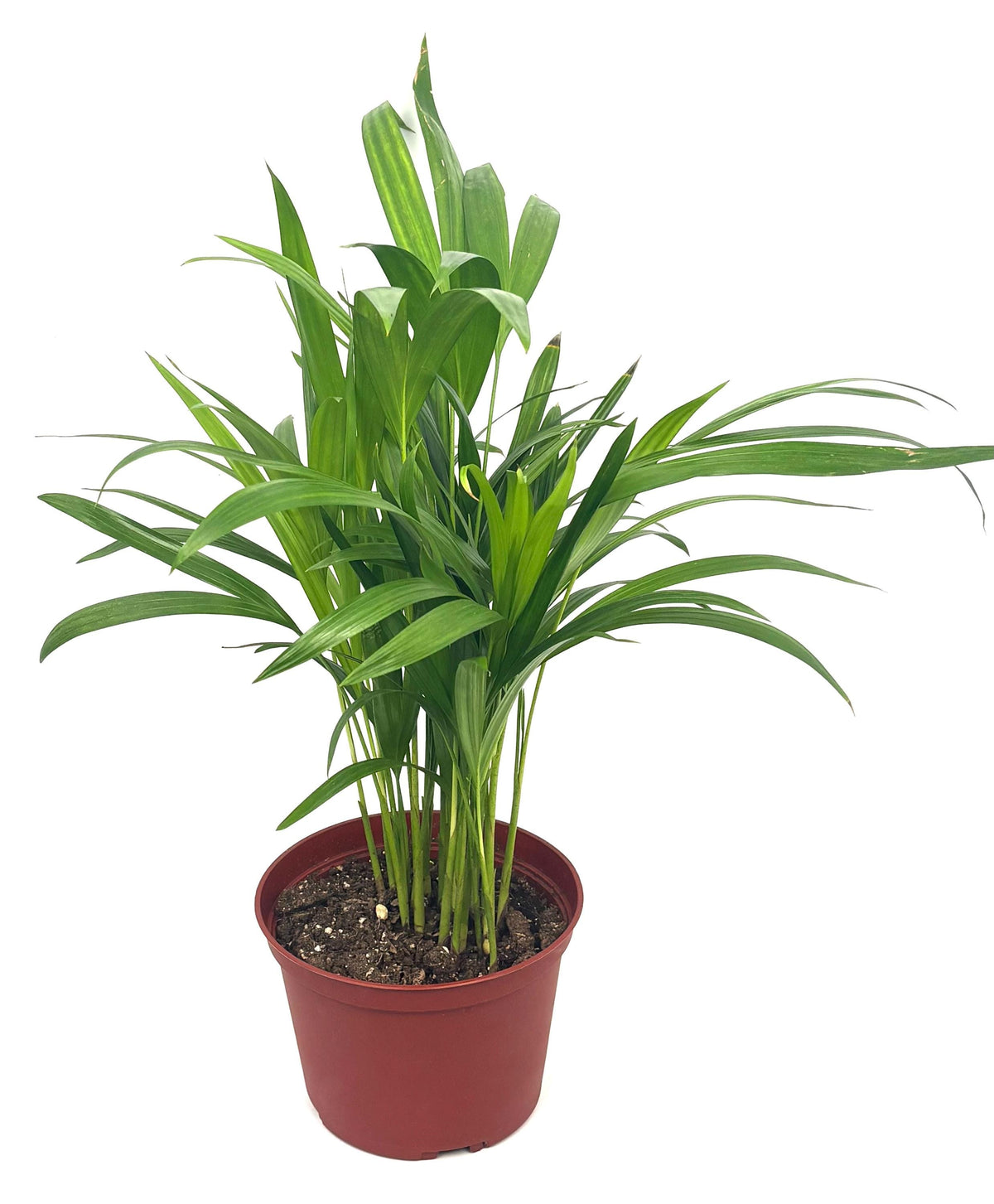 Areca Palm, 6-Inch Pot