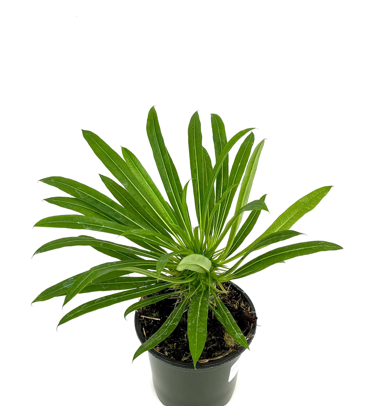 Madagascar Palm Pachypodium lamerei, 4-Inch Pot