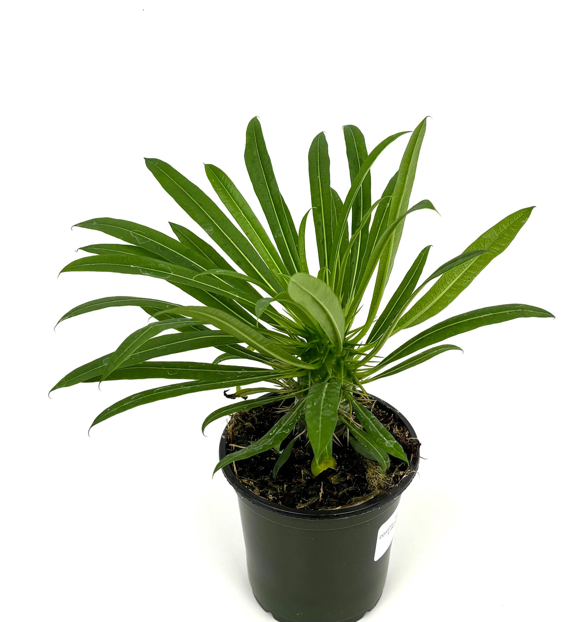 Madagascar Palm Pachypodium lamerei, 4-Inch Pot