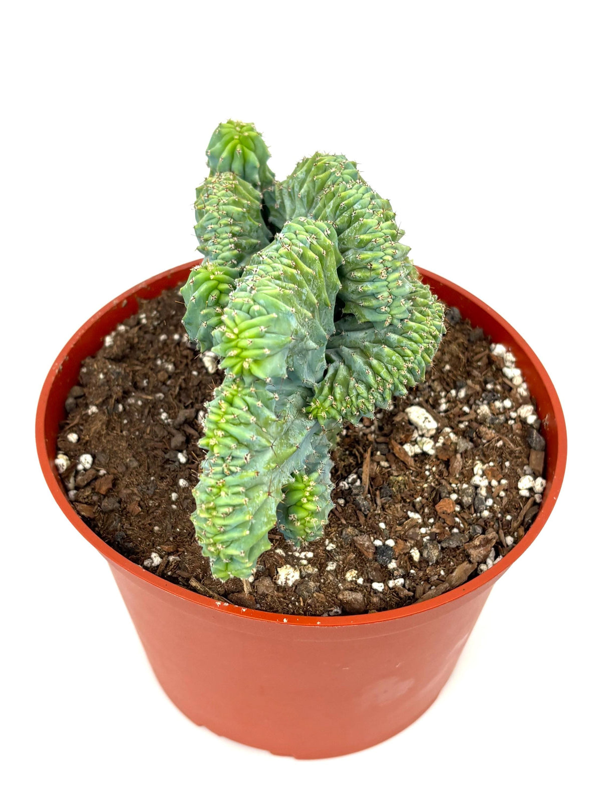 Crested Blue Candle Cactus Myrtillocactus Geometrizans Cristata, 6" Pot