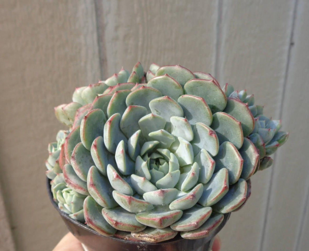 Echeveria Minima Bella