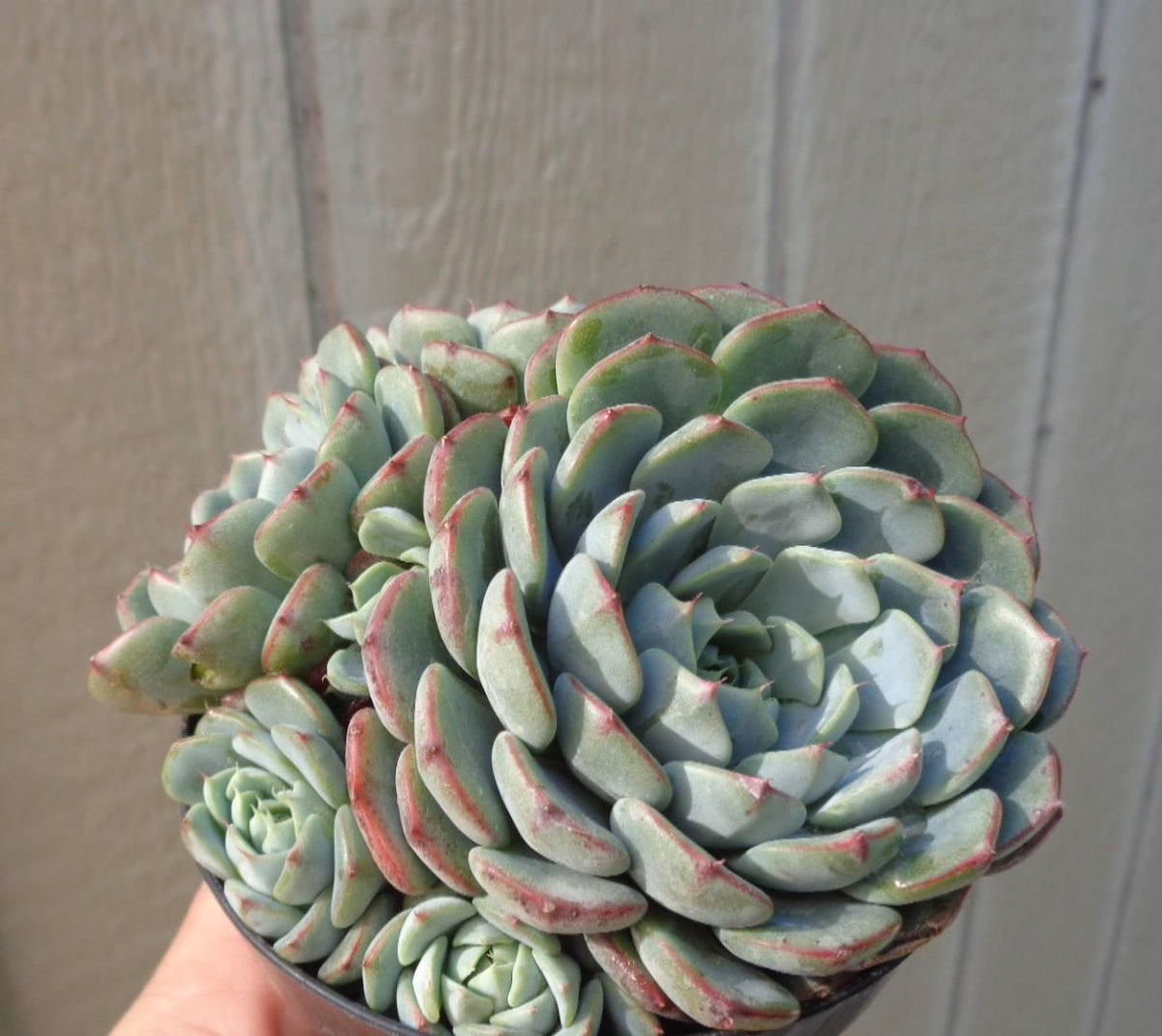 Echeveria Minima Bella