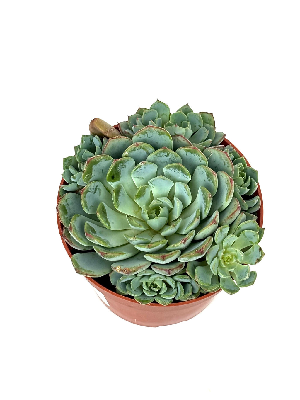 Echeveria Minima Bella