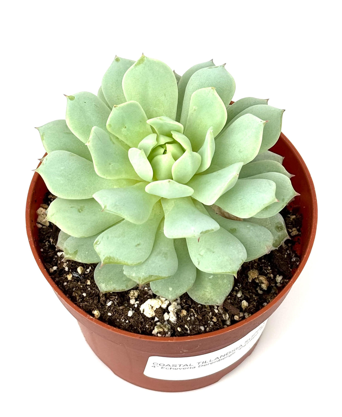 Echeveria Derenbergii Painted Lady Succulents
