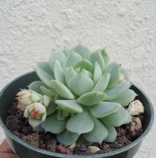 Echeveria Derenbergii Painted Lady Succulents