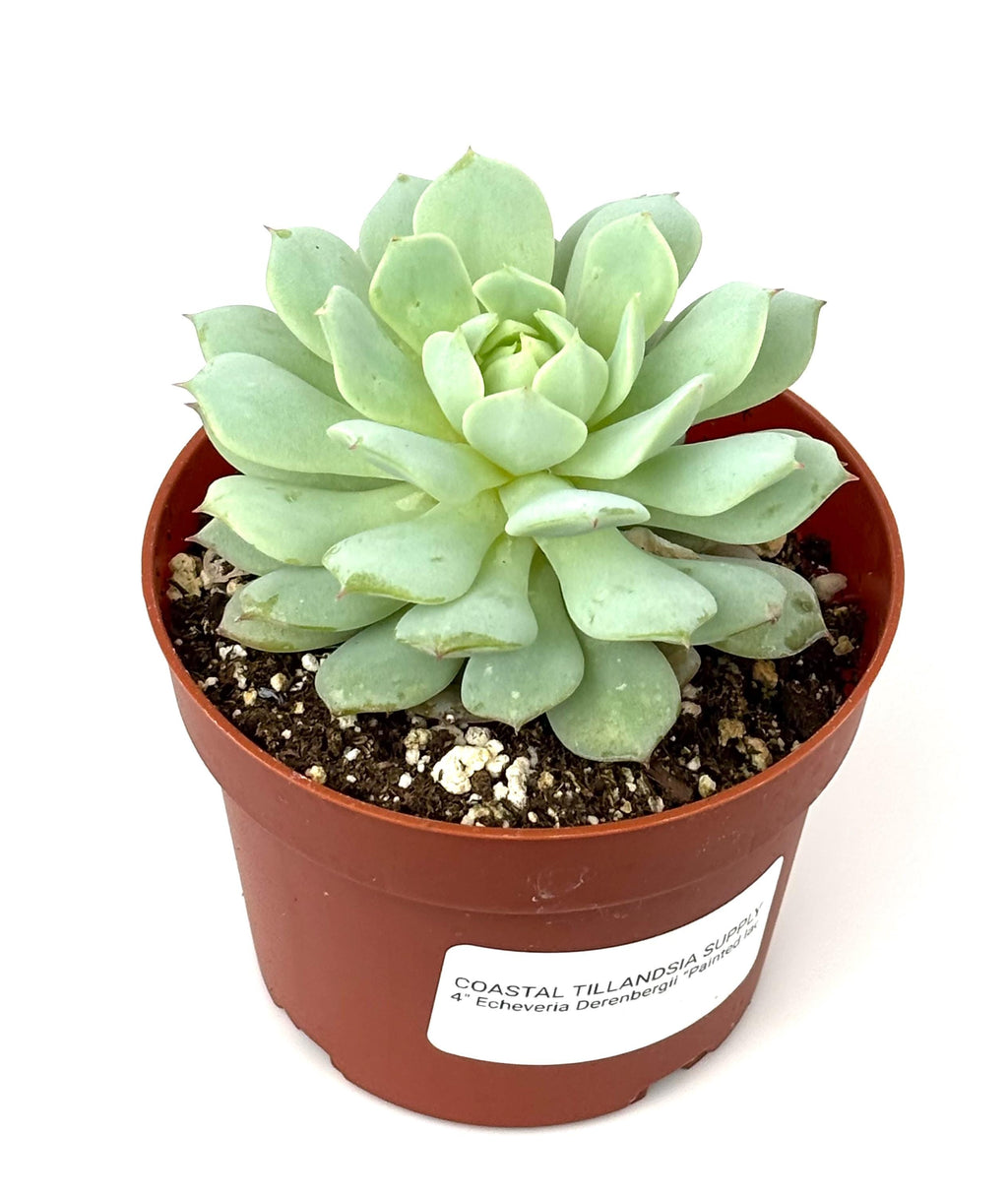 Echeveria Derenbergii Painted Lady Succulents