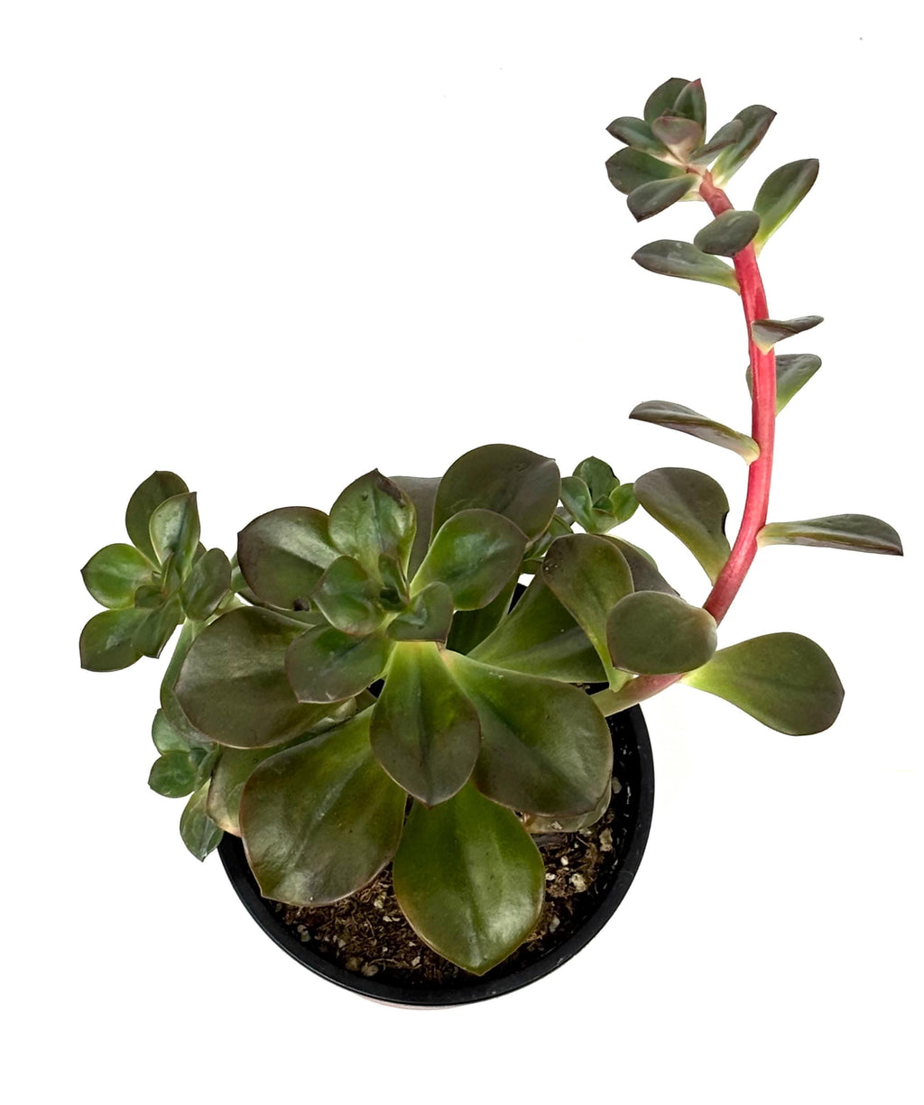 Echeveria Chroma Succulents