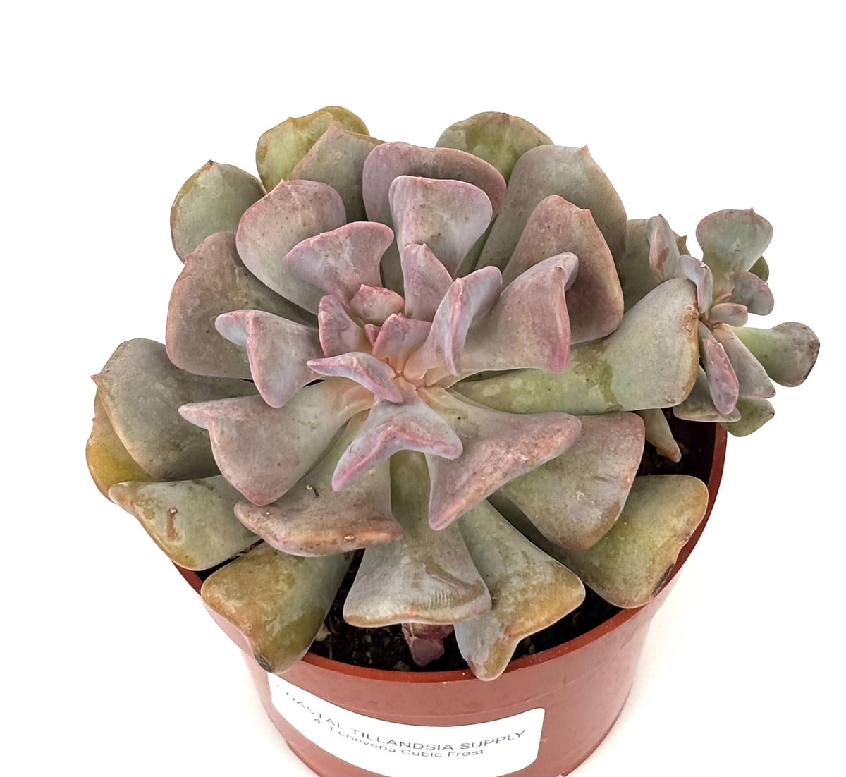 Echeveria Cubic Frost, 4-Inch Pot