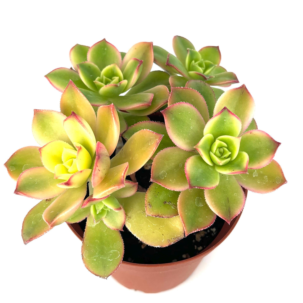Aeonium Kiwi