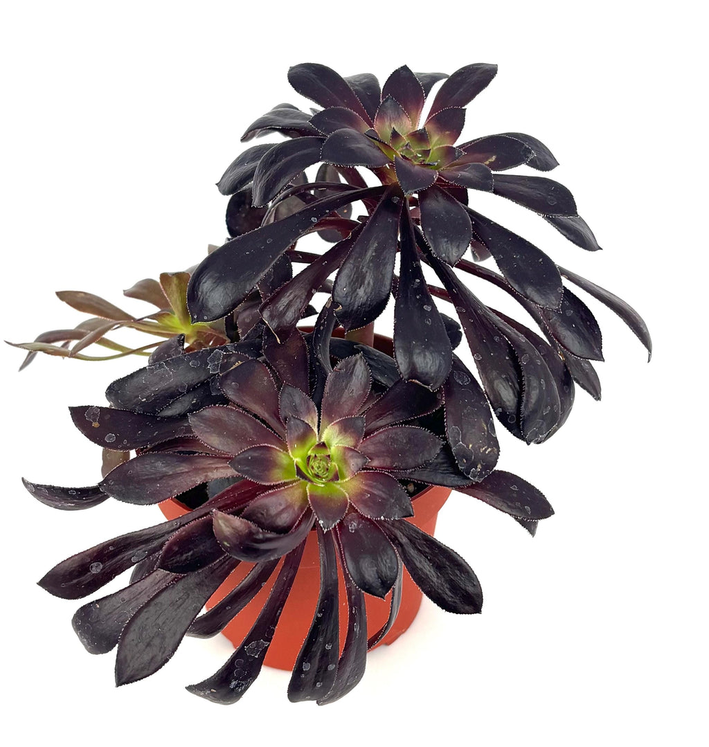 Aeonium Black Rose Zwartkop, 4-Inch Pot
