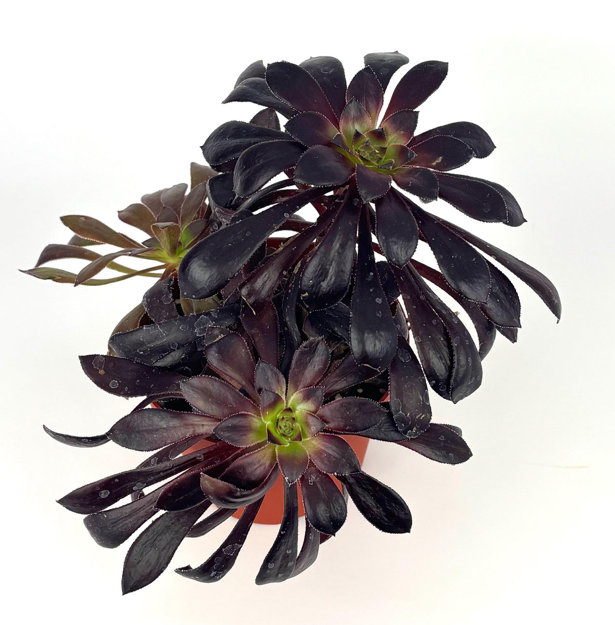 Aeonium Black Rose Zwartkop, 4-Inch Pot