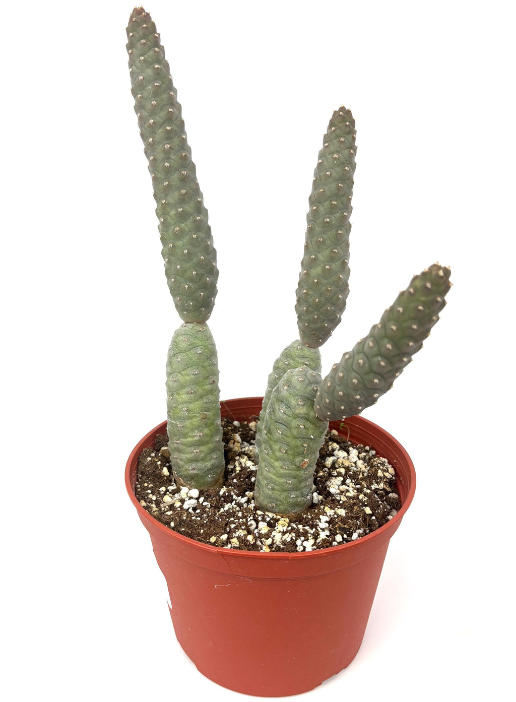 Pinecone Cactus (Tephrocactus articulatus), 6-Inch Pot
