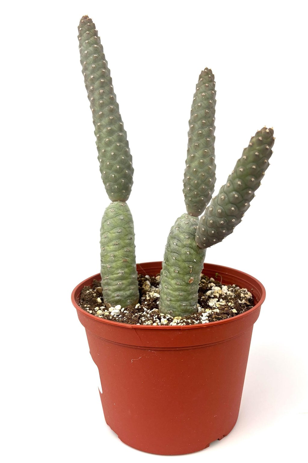 Pinecone Cactus (Tephrocactus articulatus), 6-Inch Pot