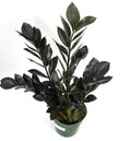 Raven ZZ Plant, 6-Inch Pot