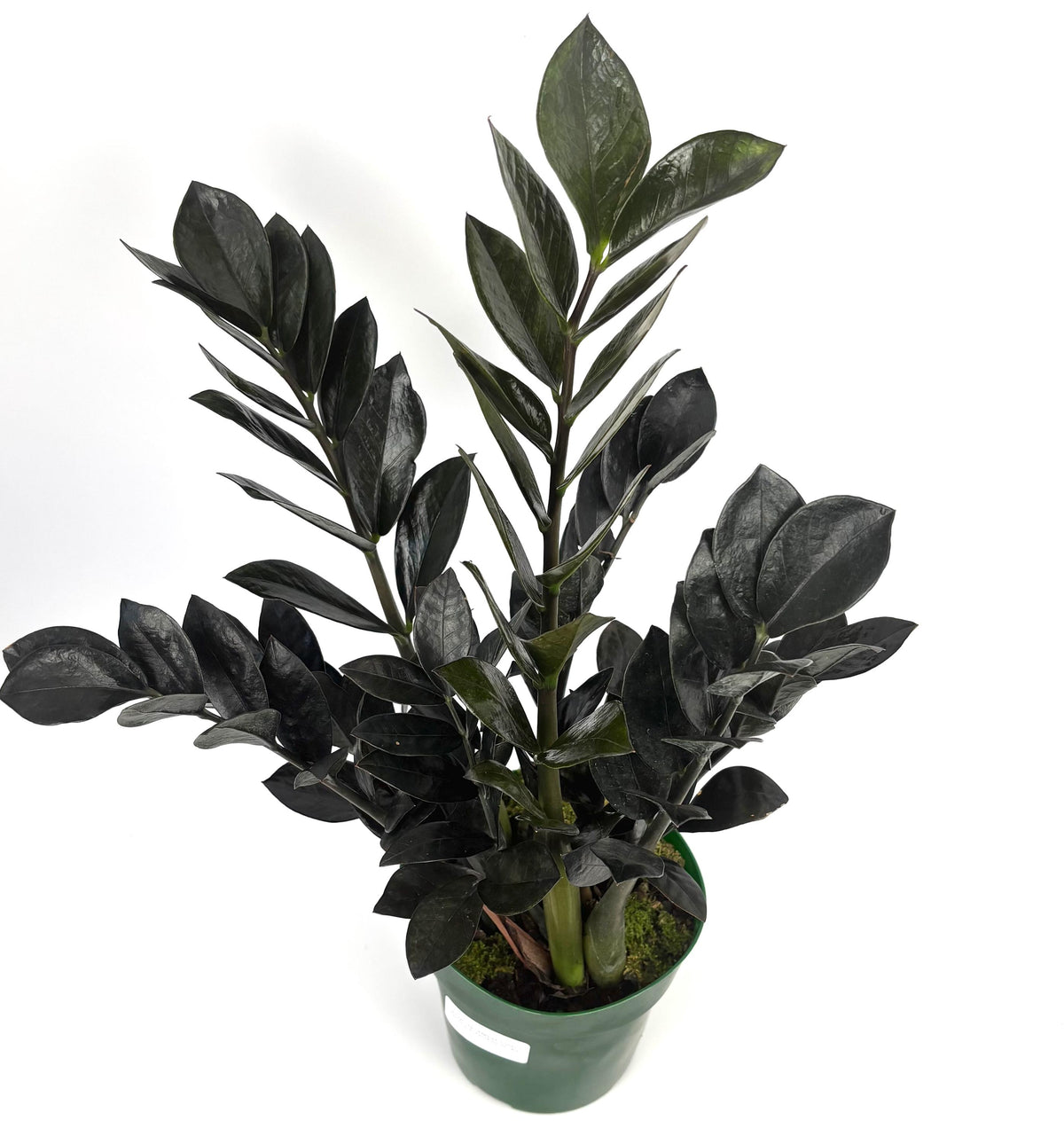 Raven ZZ Plant, 6-Inch Pot