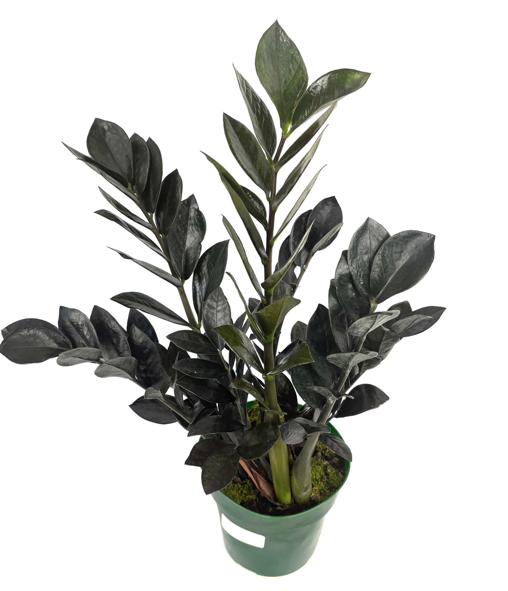Raven ZZ Plant, 6-Inch Pot