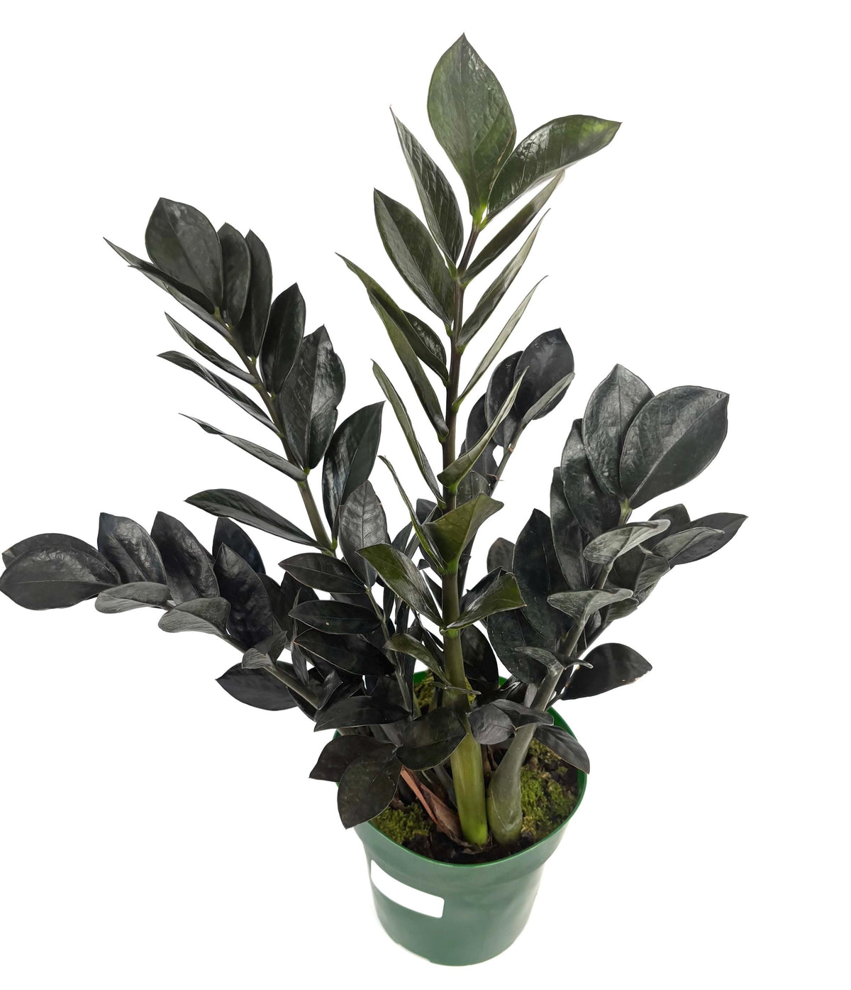 Raven ZZ Plant, 6-Inch Pot