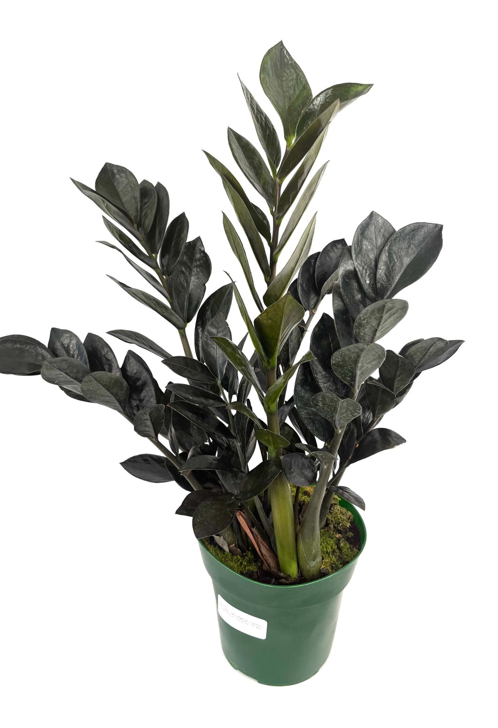 Raven ZZ Plant, 6-Inch Pot