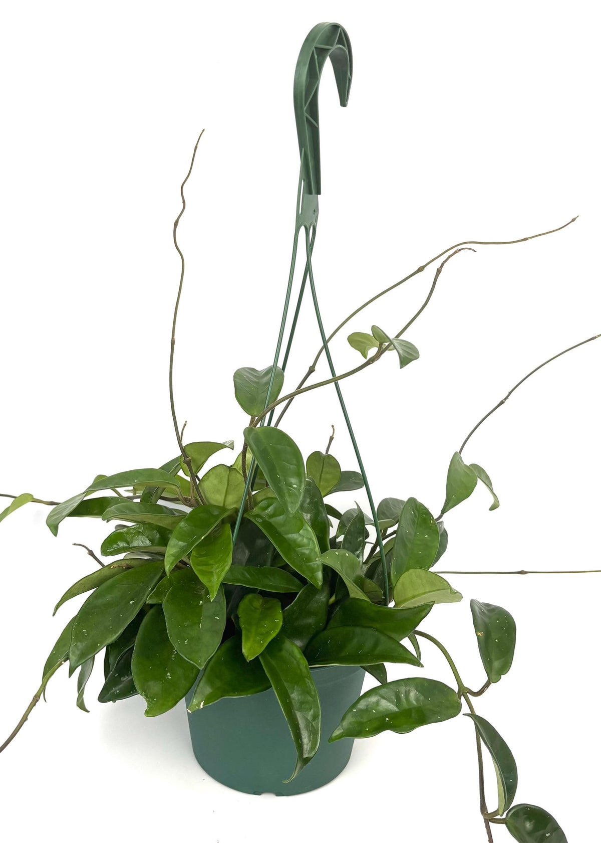 Hoya carnosa Wax Plant, 6-Inch Hanging Pot