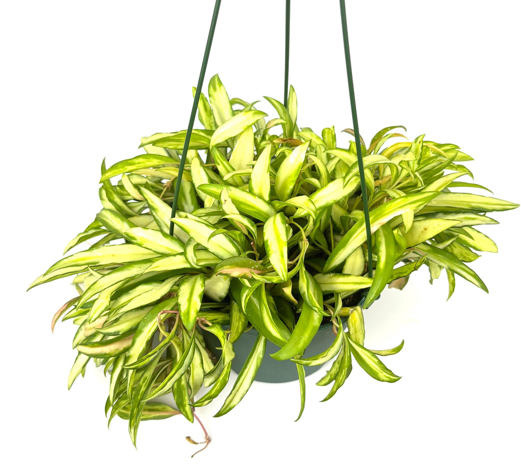 Variegated Hoya Wayetii, 6-Inch Hanging Pot