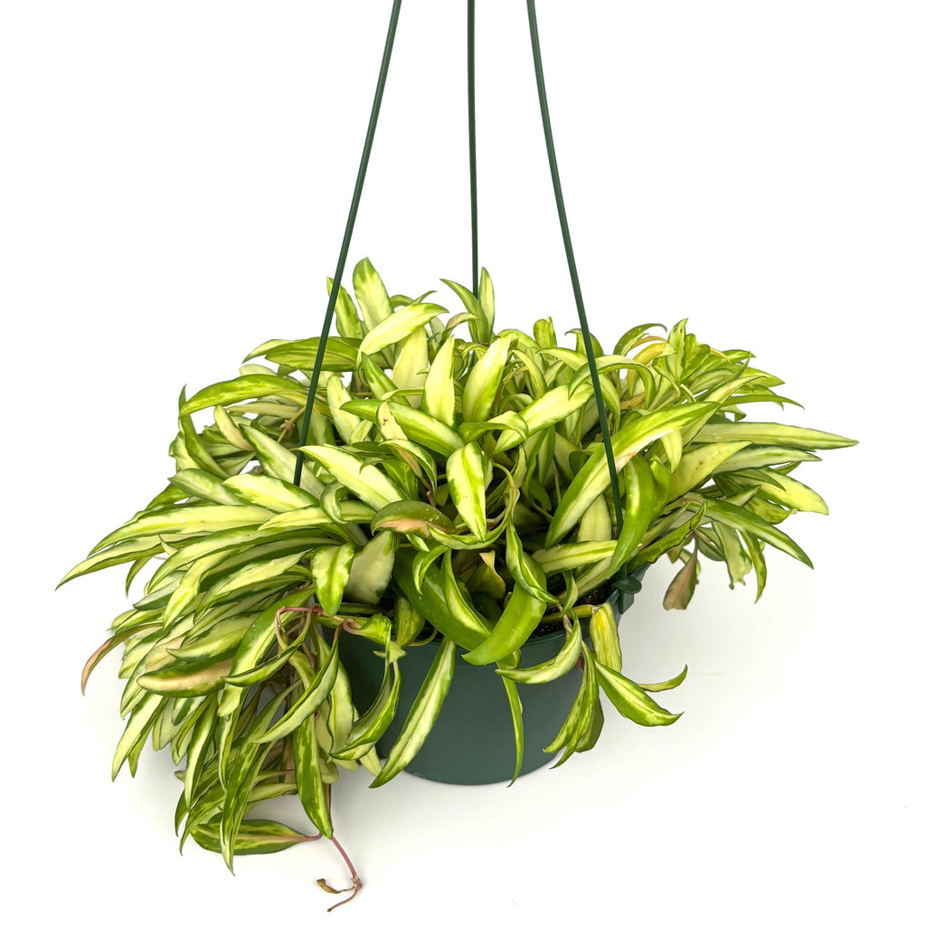 Variegated Hoya Wayetii, 6-Inch Hanging Pot