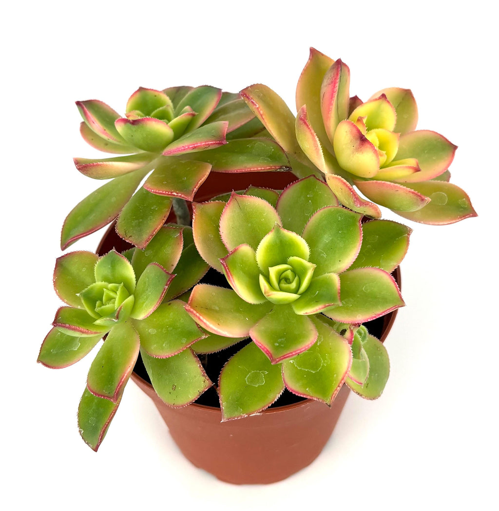 Aeonium Kiwi