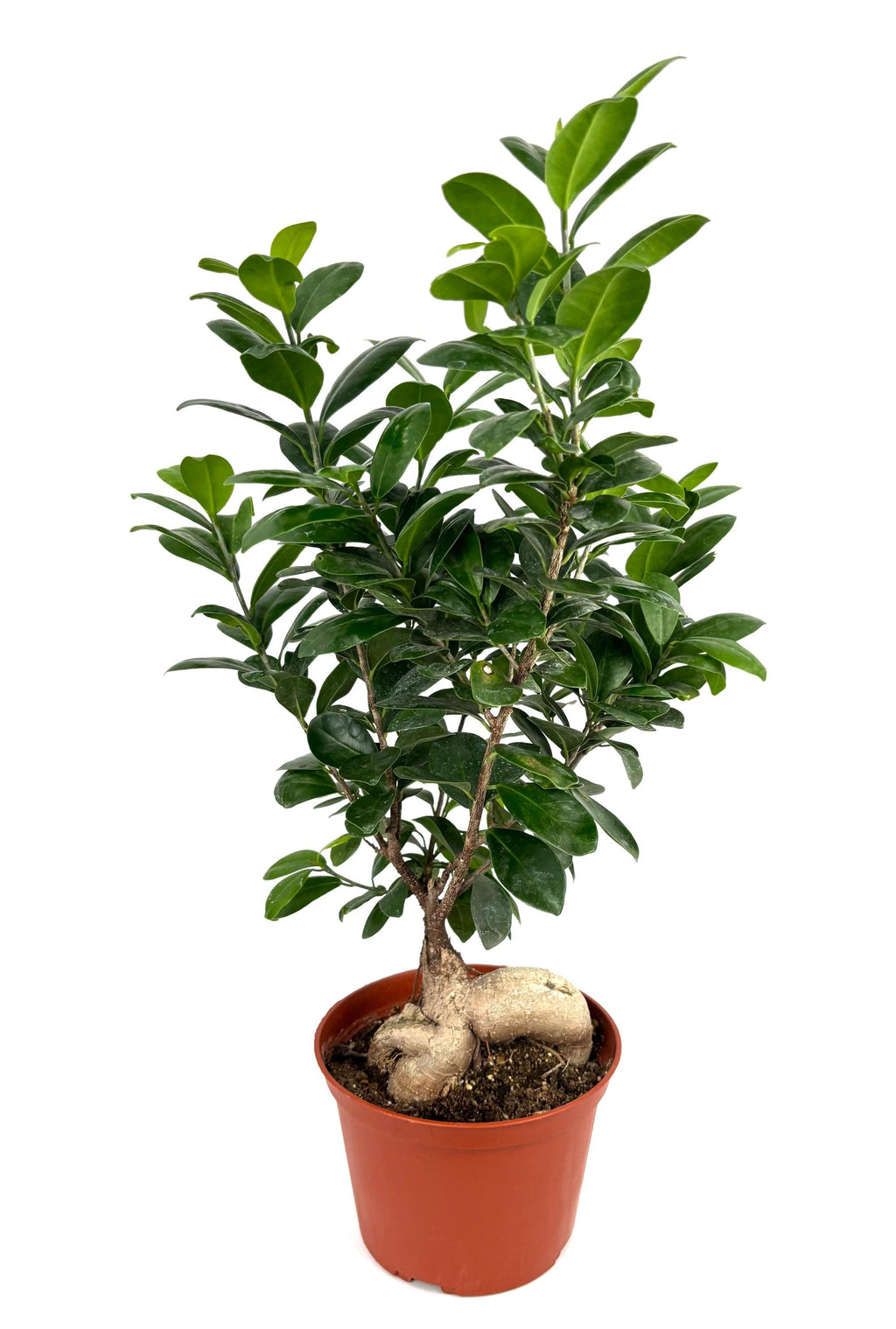 Ginseng Ficus Bonsai, 6-Inch Pot