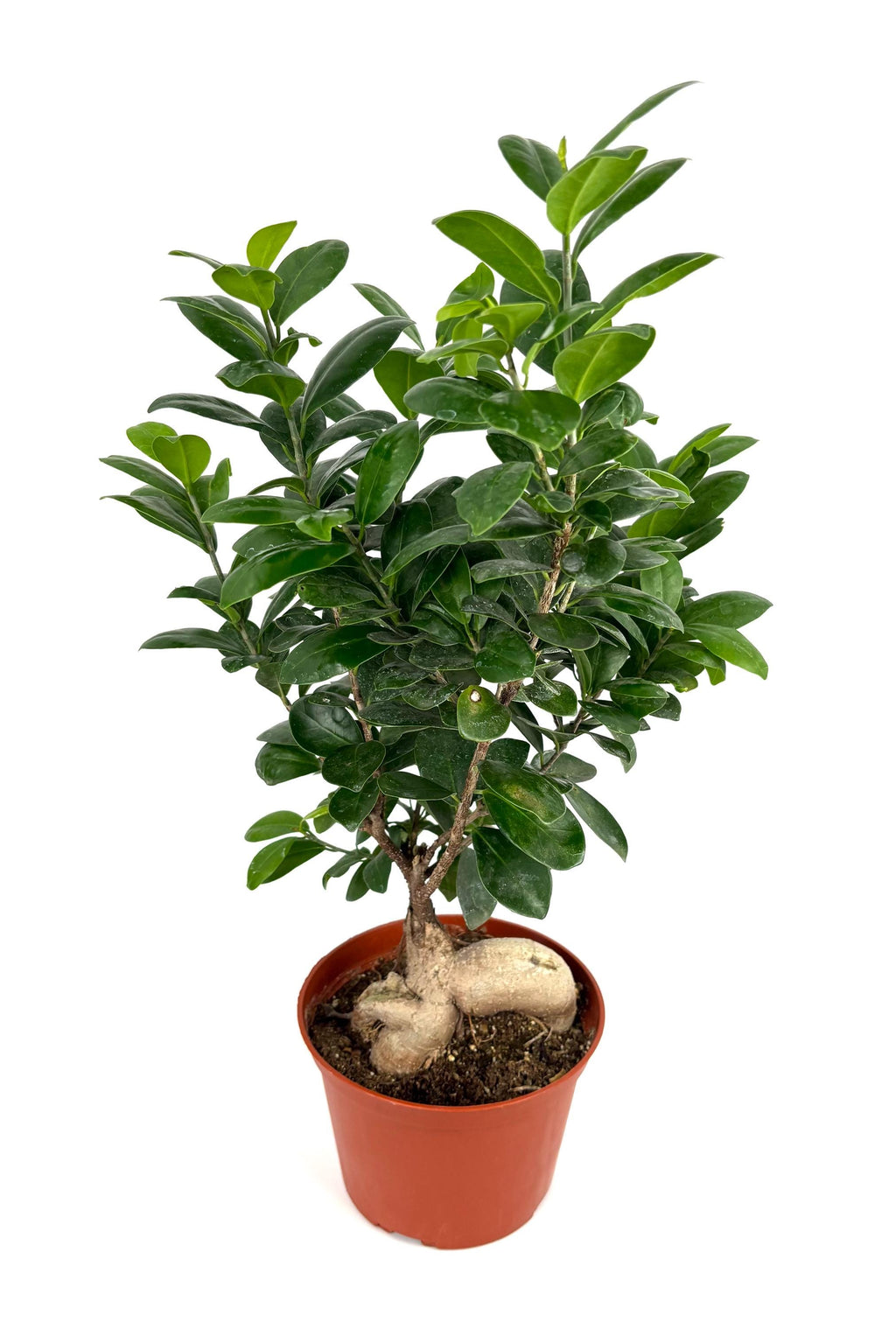Ginseng Ficus Bonsai, 6-Inch Pot
