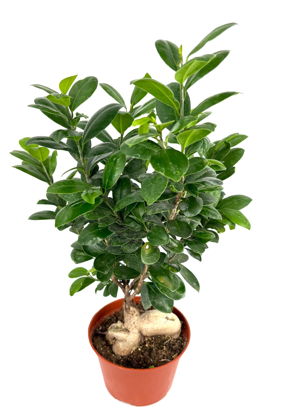 Ginseng Ficus Bonsai, 6-Inch Pot