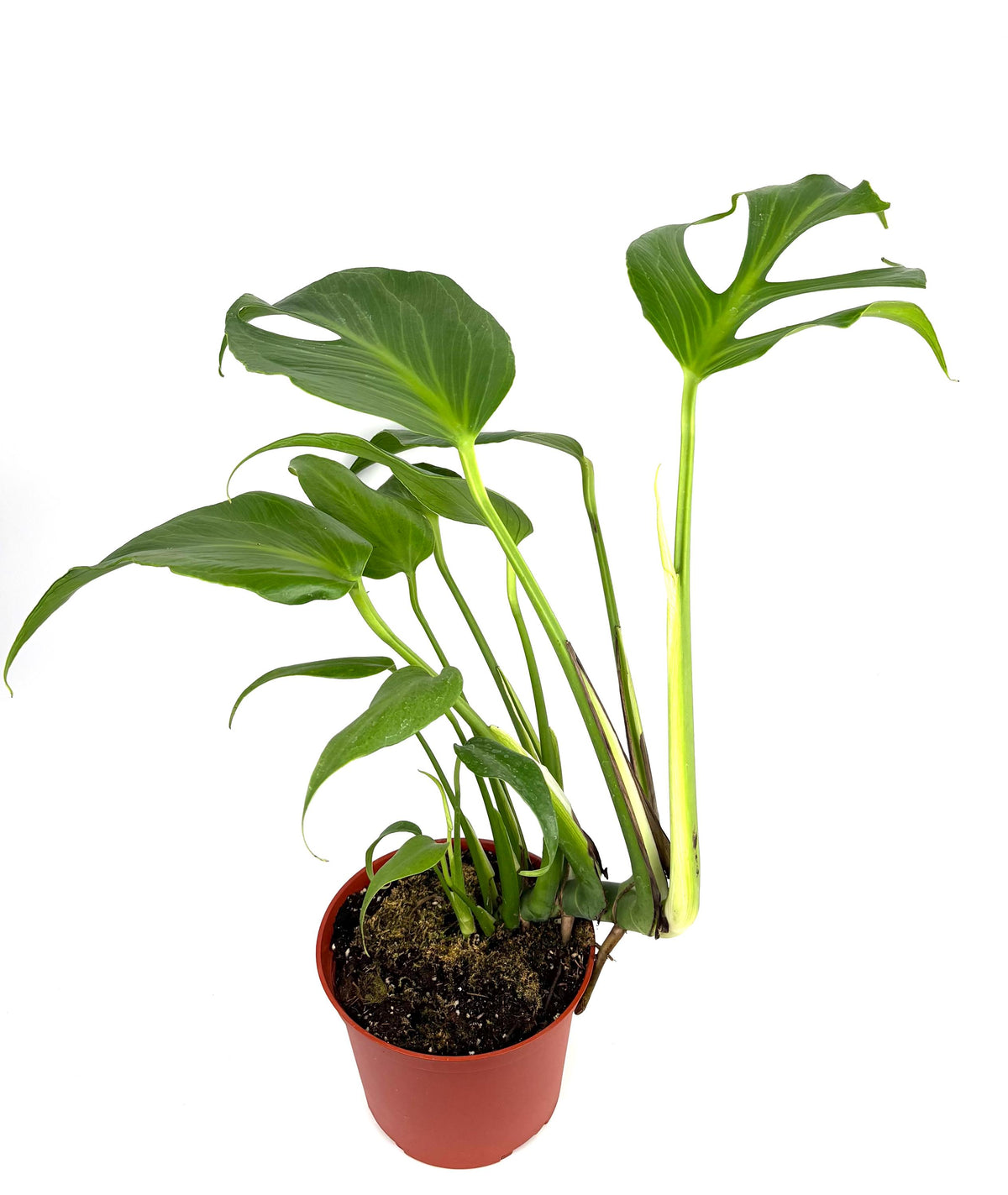 Monstera Burle Marx Flame, 6-Inch Pot