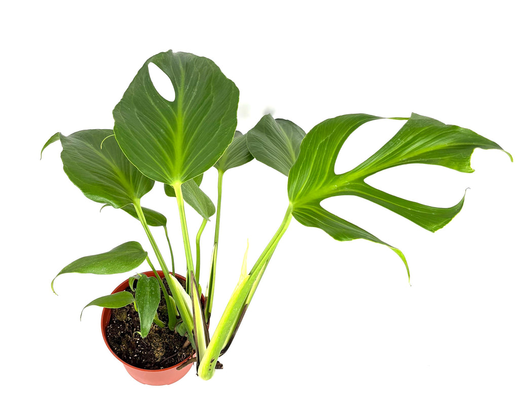 Monstera Burle Marx Flame, 6-Inch Pot