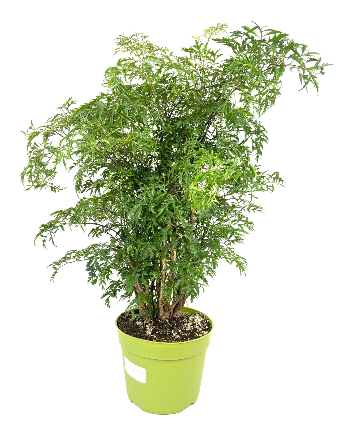 Ming Aralia Stump, 6-Inch Pot