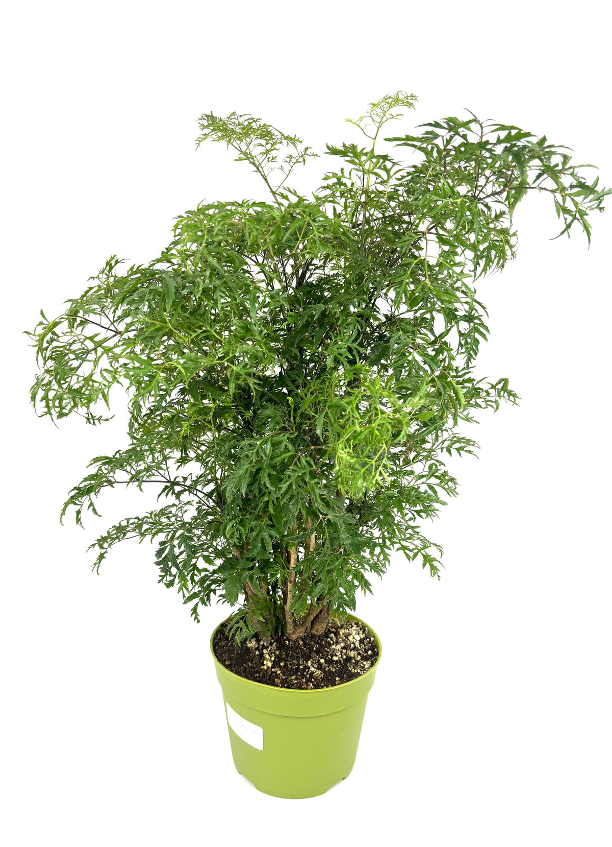 Ming Aralia Stump, 6-Inch Pot