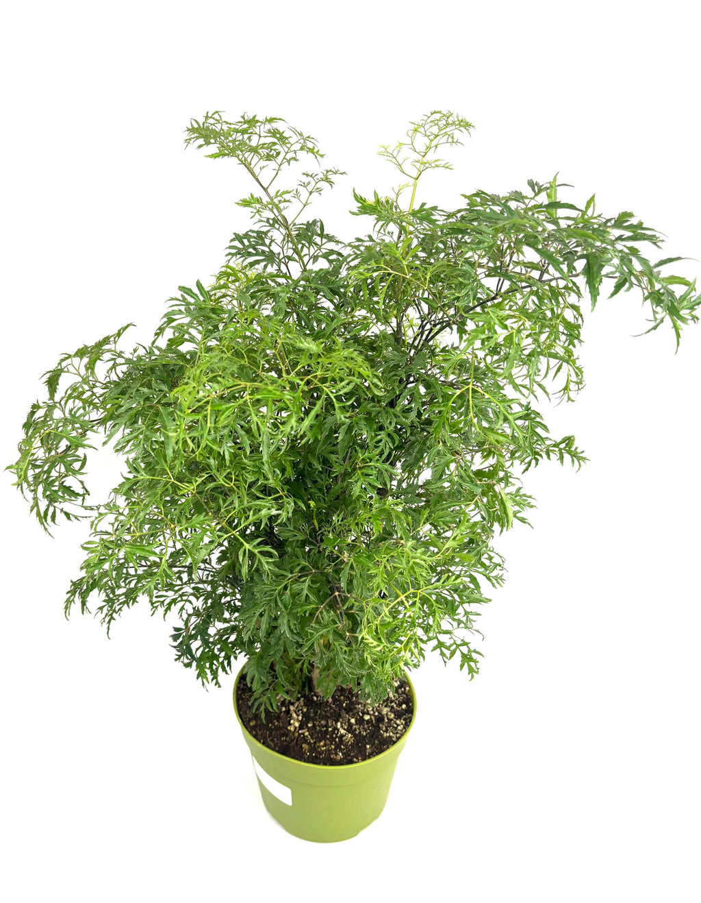 Ming Aralia Stump, 6-Inch Pot