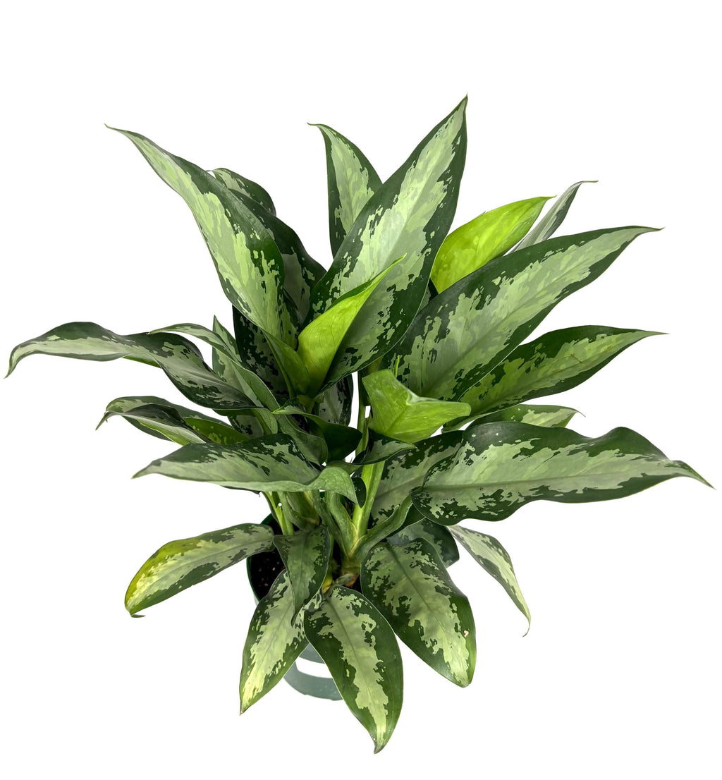 Chinese Evergreen Jubilee, 6-Inch Pot