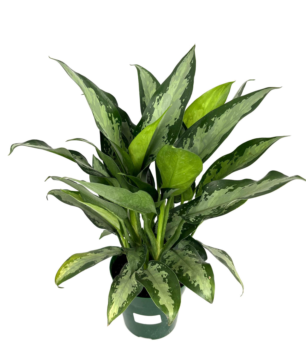 Chinese Evergreen Jubilee, 6-Inch Pot