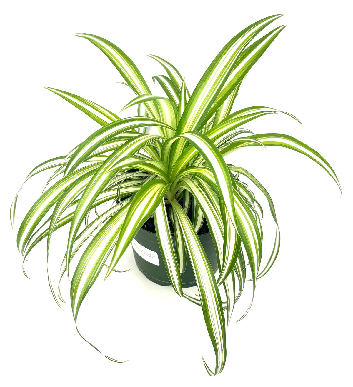 Variegated Spider Plant with arching green-and-white striped leaves in its 6-inch nursery pot